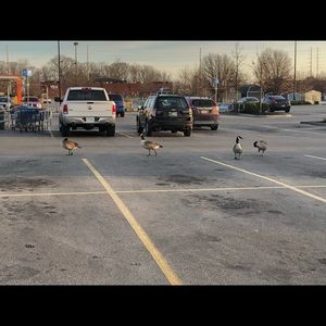 Meet your Posher, Ray